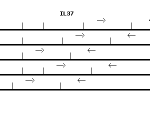 Human IL37 qPCR primer set (NM_014439)