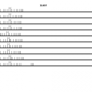 Human IL6ST qPCR primer set (NM_002184)