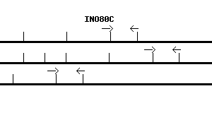 Human INO80C qPCR primer set (NM_194281)