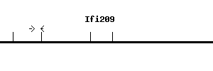 Mouse Ifi209 qPCR primer set (NM_175026)