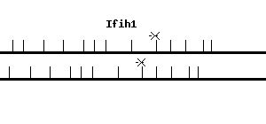 Mouse Ifih1 qPCR primer set (NM_027835)