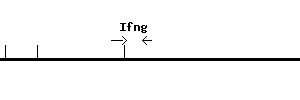 Mouse Ifng qPCR primer set (NM_008337)