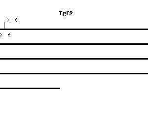 Mouse Igf2 qPCR primer set (NM_010514)