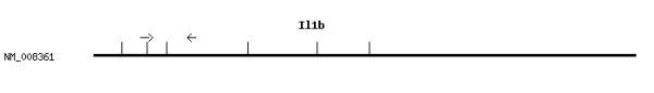 Mouse Il1b qPCR primer set (NM_008361)