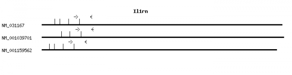 Mouse Il1rn qPCR primer set (NM_031167)