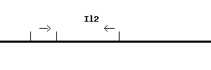 Mouse Il2 qPCR primer set (NM_008366)