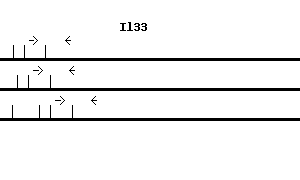 Mouse Il33 qPCR primer set (NM_133775)