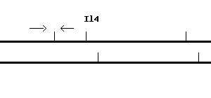 Mouse Il4 qPCR primer set (NM_021283)