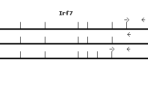 Mouse Irf7 qPCR primer set (NM_016850)