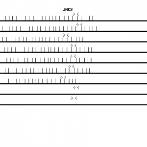 Human JAK2 qPCR primer set (NM_004972)