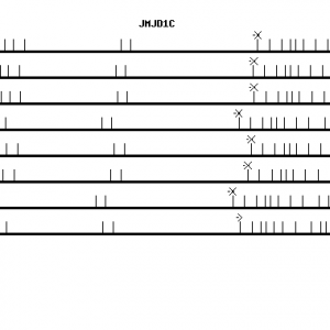 Human JMJD1C qPCR primer set (NM_032776)