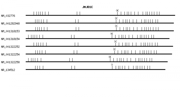 Human JMJD1C qPCR primer set (NM_032776)
