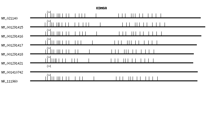 Human KDM6A qPCR primer set (NM_021140)