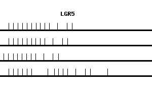 Human LGR5 qPCR primer set (NM_003667)