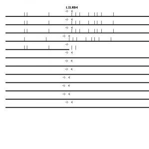 Human LILRB4 qPCR primer set (NM_001278426)
