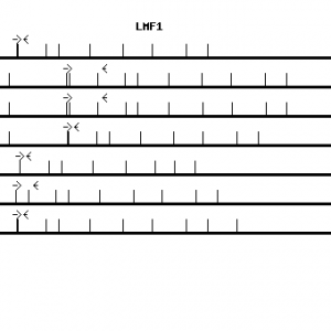 Human LMF1 qPCR primer set (NM_022773)