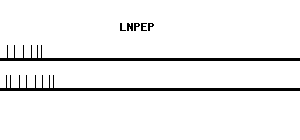 Human LNPEP qPCR primer set (NM_005575)