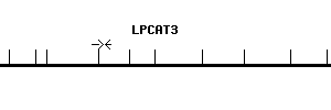 Human LPCAT3 qPCR primer set (NM_005768)