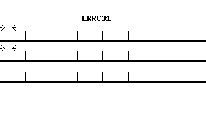 Human LRRC31 qPCR primer set (NM_024727)