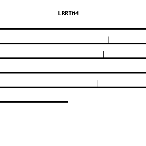 Human LRRTM4 qPCR primer set (NM_024993)