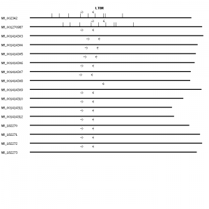 Human LTBR qPCR primer set (NM_002342)
