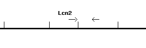 Mouse Lcn2 qPCR primer set (NM_008491)