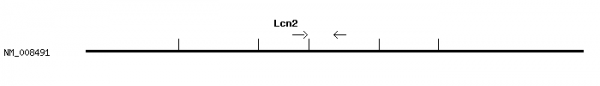 Mouse Lcn2 qPCR primer set (NM_008491)