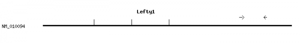 Mouse Lefty1 qPCR primer set (NM_010094)