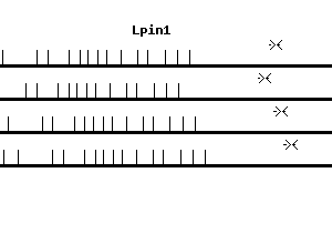 Mouse Lpin1 qPCR primer set (NM_015763)