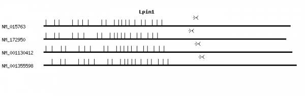 Mouse Lpin1 qPCR primer set (NM_015763)