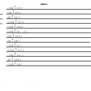 Human MBOAT2 qPCR primer set (NM_138799)