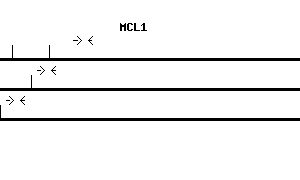 Human MCL1 qPCR primer set (NM_021960)
