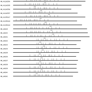 Human MFSD11 qPCR primer set (NM_024311)