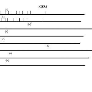 Human MIER2 qPCR primer set (NM_017550)