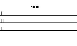 Human MKLN1 qPCR primer set (NM_013255)