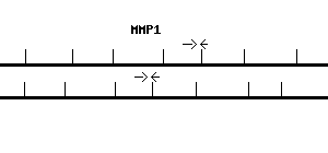 Human MMP1 qPCR primer set (NM_002421)