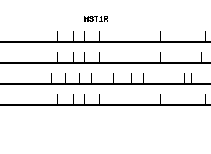 Human MST1R qPCR primer set (NM_002447)
