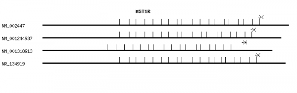 Human MST1R qPCR primer set (NM_002447)