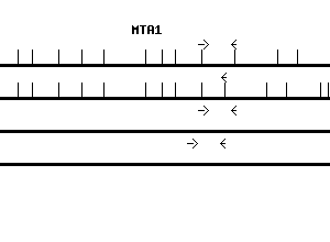 Human MTA1 qPCR primer set (NM_004689)