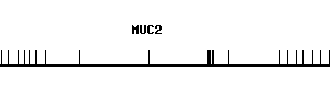 Human MUC2 qPCR primer set (NM_002457)