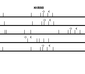 Human MXRA8 qPCR primer set (NM_032348)