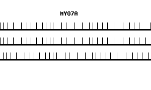 Human MYO7A qPCR primer set (NM_000260)