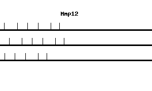 Mouse Mmp12 qPCR primer set (NM_008605)