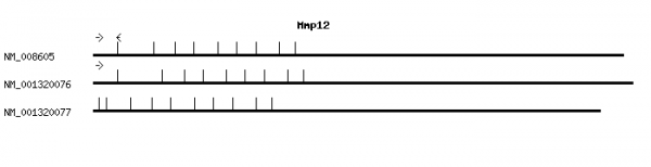 Mouse Mmp12 qPCR primer set (NM_008605)
