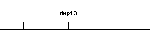 Mouse Mmp13 qPCR primer set (NM_008607)