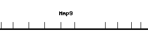 Mouse Mmp9 qPCR primer set (NM_013599)