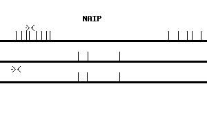 Human NAIP qPCR primer set (NM_004536)