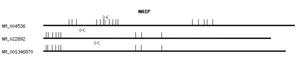 Human NAIP qPCR primer set (NM_004536)