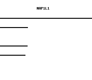 Human NAP1L1 qPCR primer set (NM_004537)