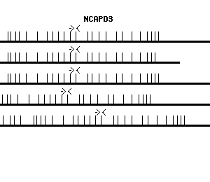 Human NCAPD3 qPCR primer set (NM_015261)